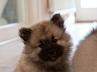 DSC00084  Ade, Keeshond : Keeshond