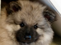 DSC00090  Ade, Keeshond : Keeshond