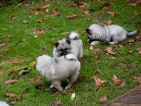 DSC00092  Ade, Keeshond : Keeshond