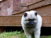 DSC00102  Ade, Keeshond : Keeshond
