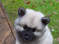 DSC00104  Ade, Keeshond : Keeshond