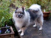 DSC00105  Ade, Keeshond : Keeshond