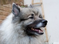 DSC00122  Ade, Keeshond : Keeshond