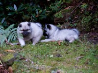 DSC00135  Ade, Keeshond : Keeshond