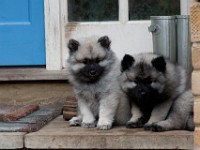 DSC00161  Ade, Keeshond : Keeshond