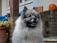 DSC00165  Ade, Keeshond : Keeshond