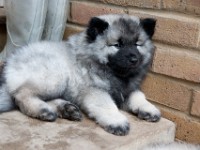 DSC00167  Ade, Keeshond : Keeshond
