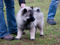 DSC00771  Ade, Keeshond : Keeshond