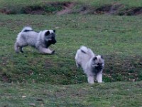 DSC00817  Ade, Keeshond : Keeshond