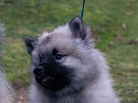 DSC00845  Ade, Keeshond : Keeshond