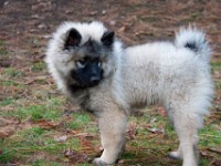 DSC01129  Ade, Keeshond : Keeshond
