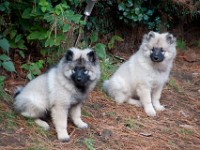 DSC01151  Ade, Keeshond : Keeshond