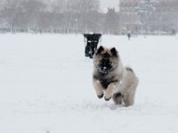 DSC01276  Ade, Keeshond : Keeshond