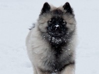 DSC01280  Ade, Keeshond : Keeshond