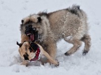 DSC01301  Ade, Keeshond : Keeshond
