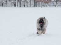 DSC01318  Ade, Keeshond : Keeshond
