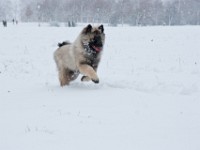 DSC01335  Ade, Keeshond : Keeshond