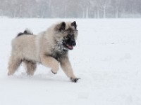 DSC01337  Ade, Keeshond : Keeshond