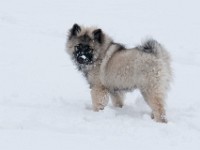DSC01361  Ade, Keeshond : Keeshond