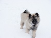 DSC01375  Ade, Keeshond : Keeshond