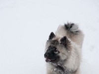 DSC01385  Ade, Keeshond : Keeshond