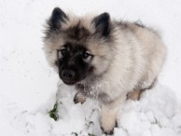 DSC01404  Ade, Keeshond : Keeshond