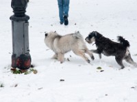 DSC01427  Ade, Keeshond : Keeshond