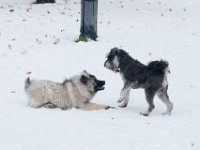 DSC01432  Ade, Keeshond : Keeshond