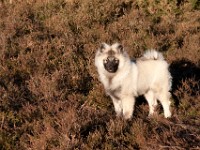 DSC01847  Ade, Keeshond : Keeshond