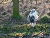 DSC01855  Ade, Keeshond : Keeshond