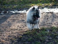 DSC01858  Ade, Keeshond : Keeshond