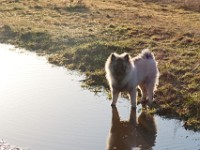 DSC01877  Ade, Keeshond : Keeshond