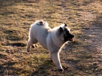 DSC01898  Ade, Keeshond : Keeshond
