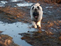 DSC01908  Ade, Keeshond : Keeshond