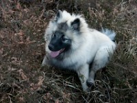 DSC01921  Ade, Keeshond : Keeshond