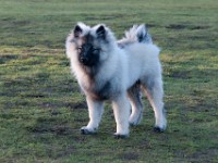 DSC01937  Ade, Keeshond : Keeshond