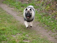 DSC02262  Ade, Keeshond : Keeshond