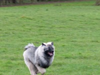 DSC02264  Ade, Keeshond : Keeshond