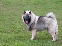 DSC02265  Ade, Keeshond : Keeshond