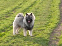 DSC02271  Ade, Keeshond : Keeshond