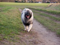 DSC02280  Ade, Keeshond : Keeshond