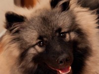 DSC03218  Ade, Keeshond : Keeshond