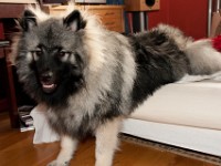 DSC03919  Ade, Keeshond : Keeshond