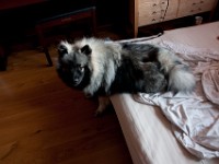 DSC03925  Ade, Keeshond : Keeshond