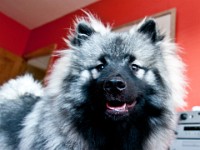 DSC03926  Ade, Keeshond : Keeshond