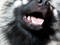 DSC03935  Ade, Keeshond : Keeshond