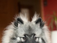 DSC03951  Ade, Keeshond : Keeshond