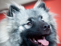 DSC03967  Ade, Keeshond : Keeshond