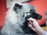 DSC03976  Ade, Keeshond : Keeshond