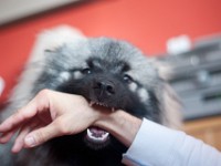 DSC03979  Ade, Keeshond : Keeshond